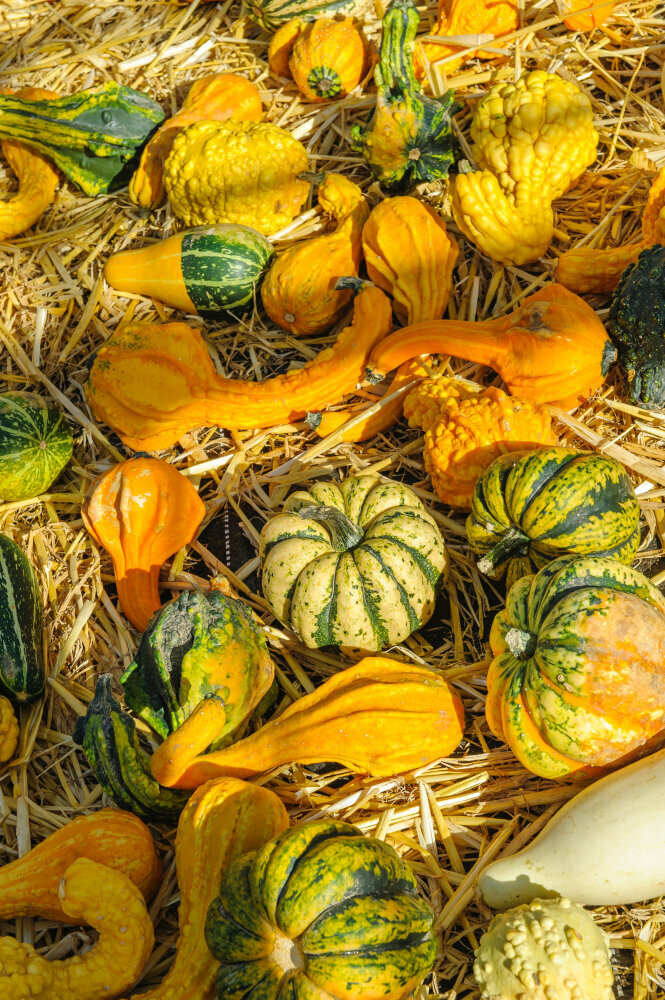 CURRIED WINTER SQUASH STEW