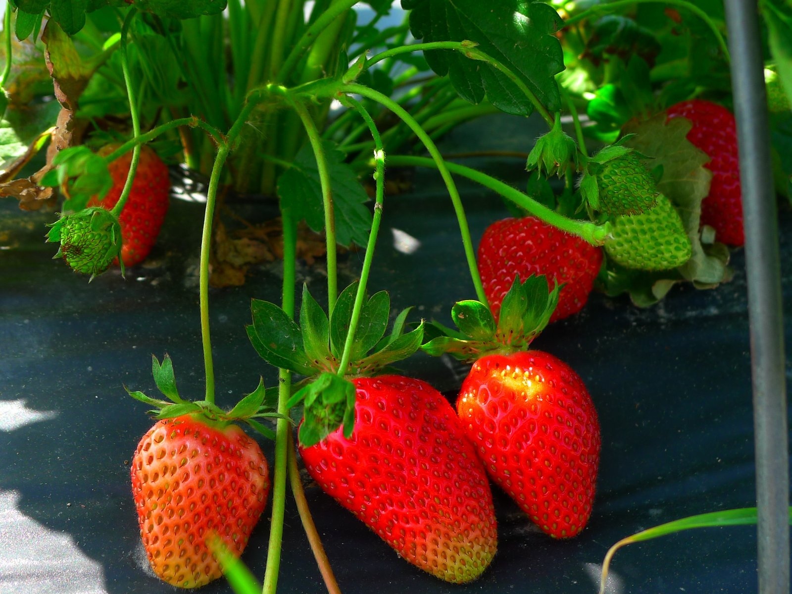 June Café Festival: Strawberry (With a Recipe)