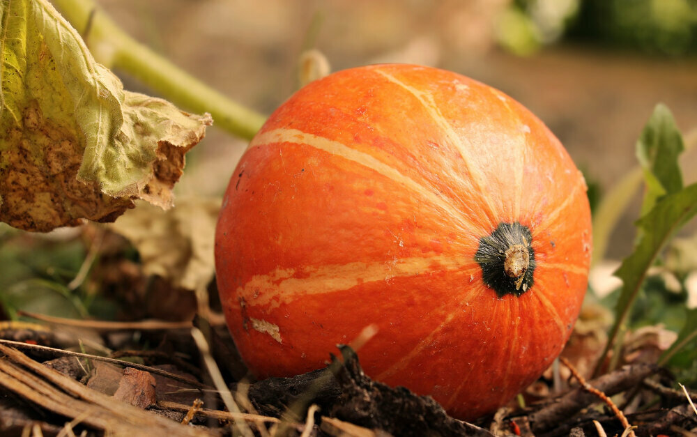 SPICED HOLIDAY KABOCHA SQUASH