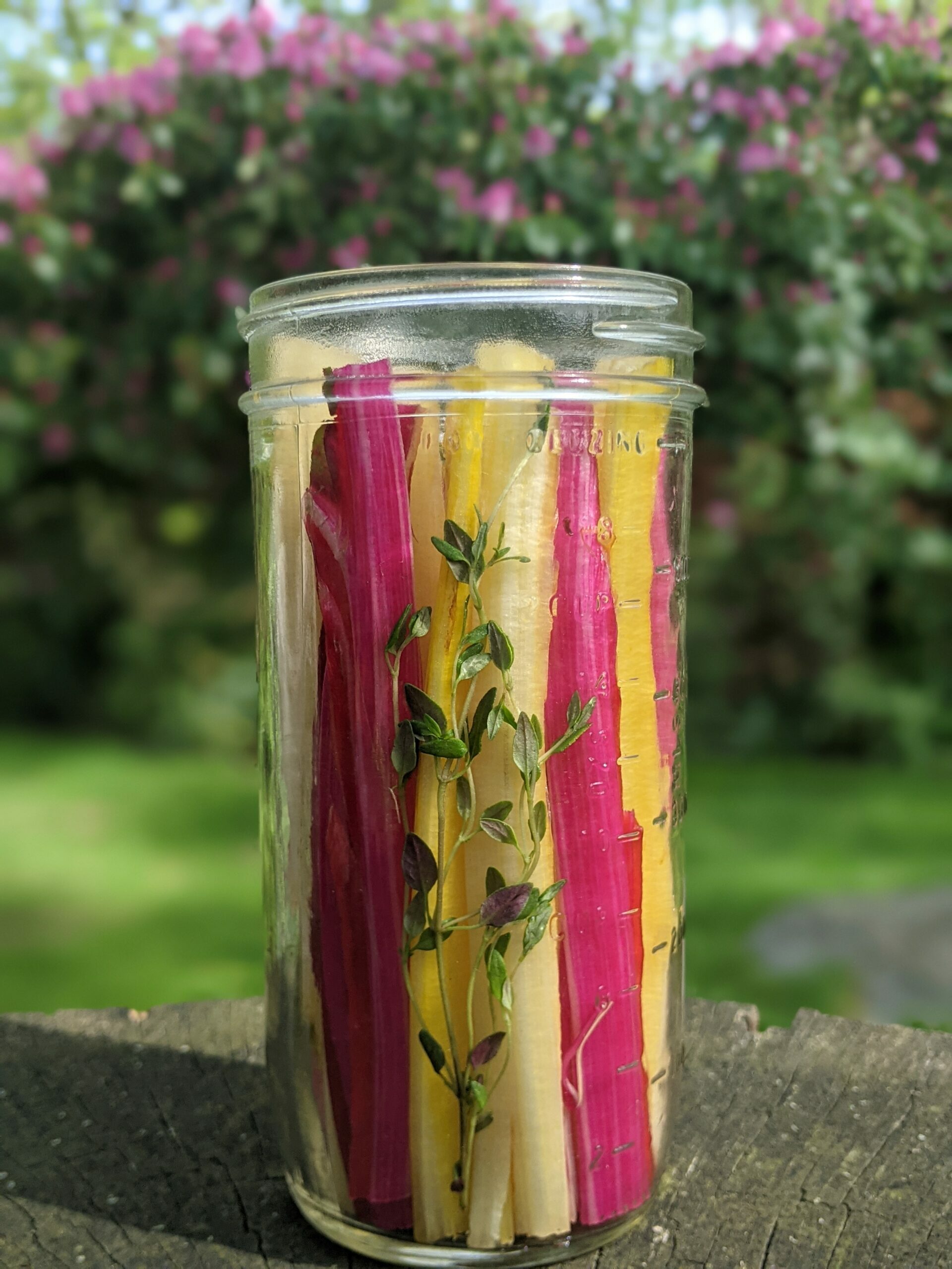 A Recipe for Sustainability: Pickled Swiss Chard Stems