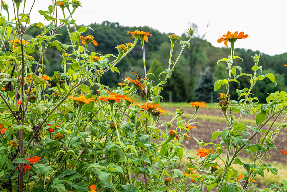 A New Lens on Katchkie Farm - a Photo Journal by Patricia Cook