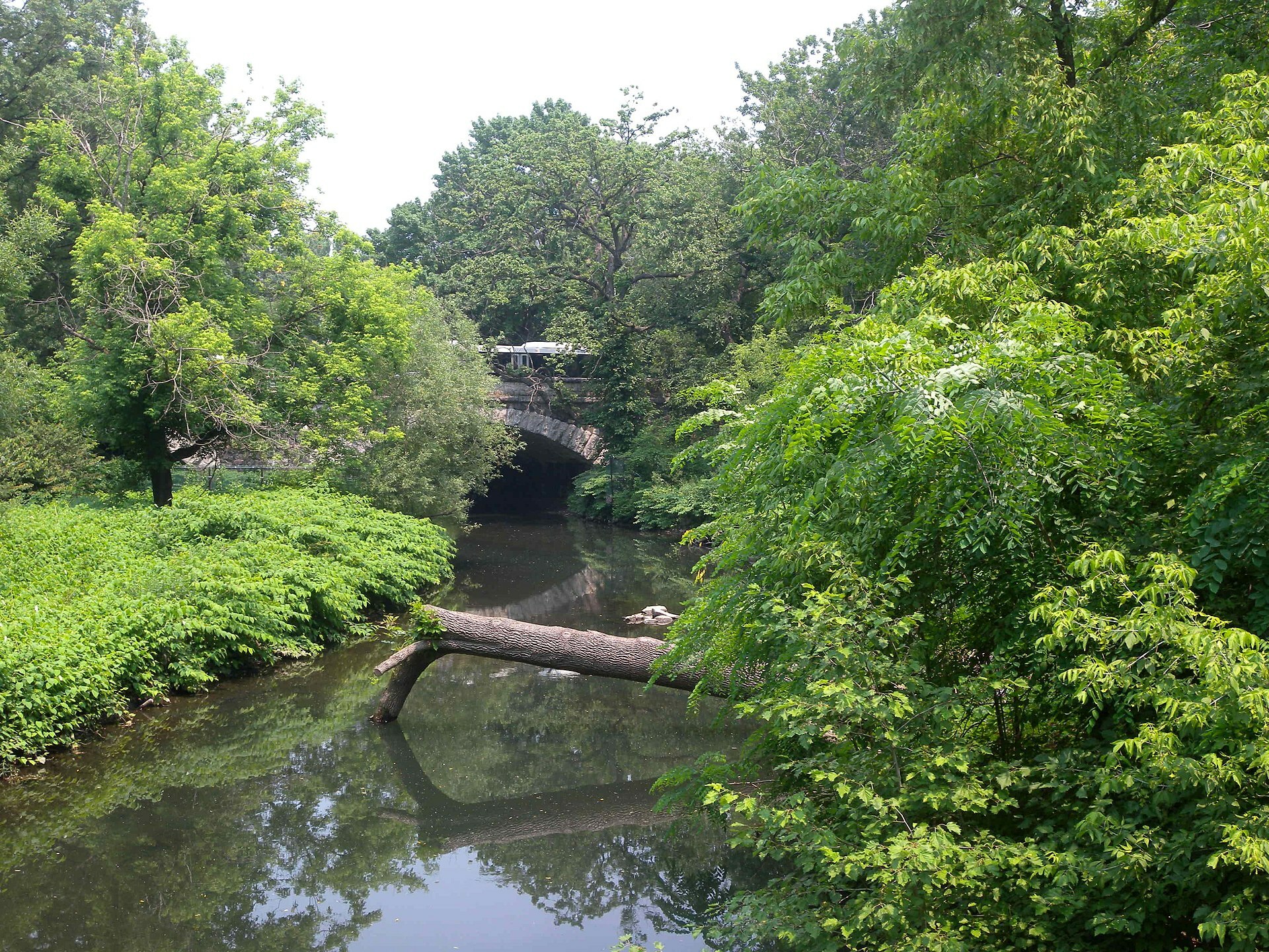 Bronx River Alliance: Bringing New Life to the Bronx River