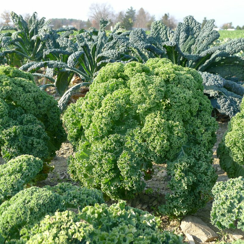 March Food Festival: Winter Greens