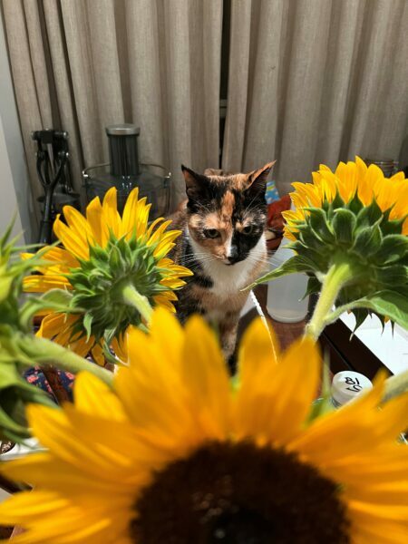 GP_Pets_Liz-Neumark_Kimchi-flowers