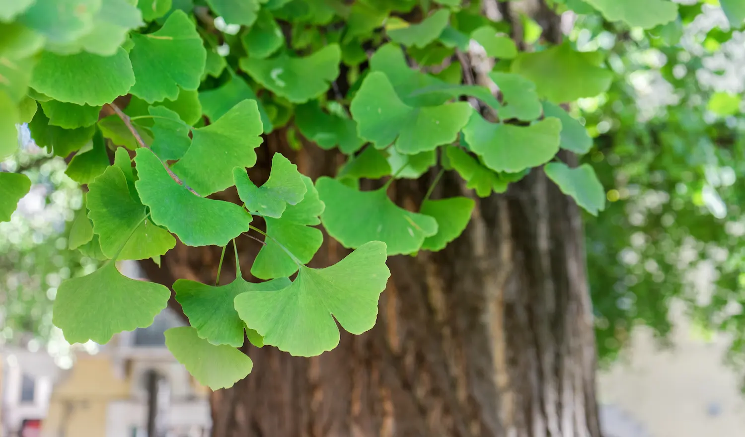 Exciting Events Around The Bronx: May 2024