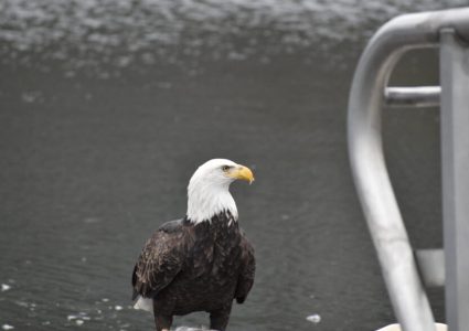 Bronx-River-Alliance_Winter-Birding