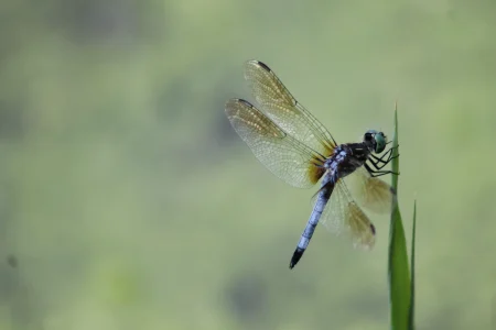 Crotona-Park_Bronx_Insects