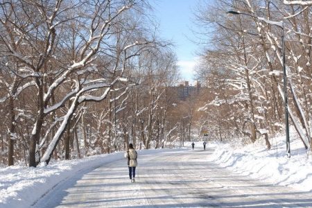 Van-Cortlandt-Park_Winter-Trees